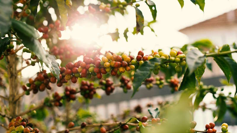 Green Coffee Raw